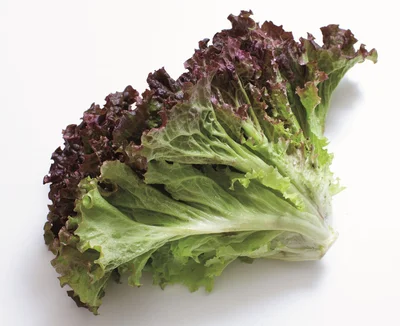 一度使った野菜を再生！節約にもつながる「サニーレタス」栽培のコツ