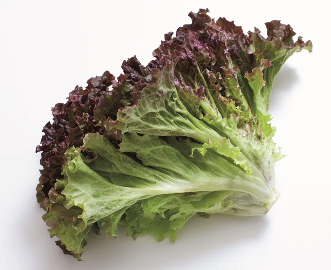 どんどん増えて育てるのが楽しくなる