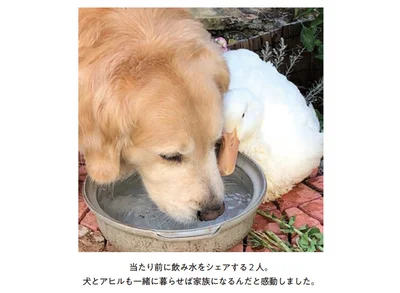 『エースくんとヨバンさん 犬とアヒルの友情物語』より