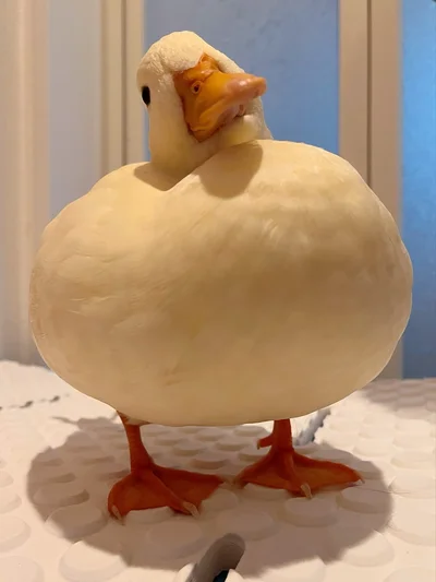 どこを見てるの〜？▶しろみちゃんのまんまるボディは触ってみたいと大人気！（⇒次へ）