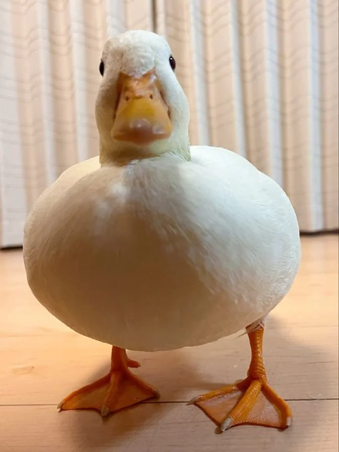 飼い主のくしゃみに驚くしろみちゃん▶くちばしでドアをつついても…（⇒次へ）