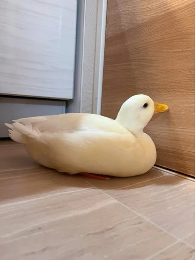 開かずの扉▶寝ているアヒルちゃんが可愛い！（⇒次へ）