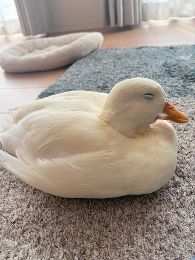 ベッドの前で眠るしろみちゃん▶触り心地のよさそうなお腹（⇒次へ）