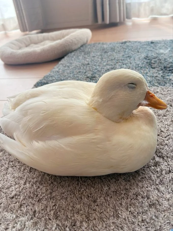 ベッドの前で眠るしろみちゃん▶触り心地のよさそうなお腹（⇒次へ）