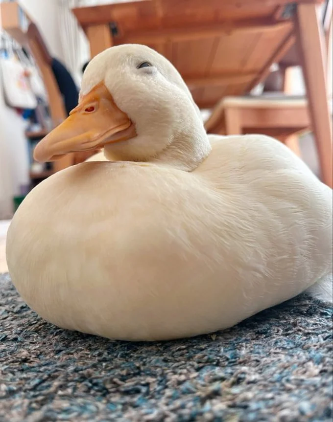 お腹が枕のようです▶ちょこんと立つアヒルのしろみちゃん（⇒次へ）