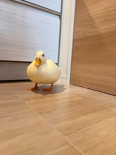 たそがれるしろみちゃん▶うもれたくなるお腹…（⇒次へ）