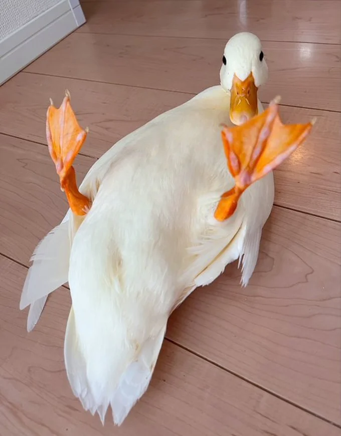 放心状態▶驚いた表情のしろみちゃん（⇒次へ）