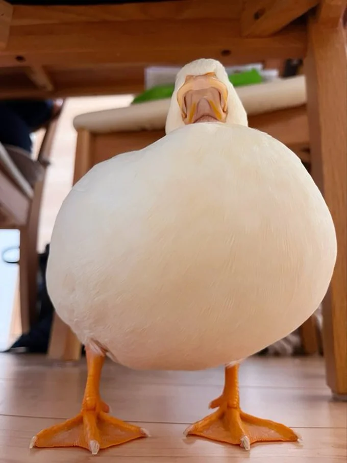 そびえたつしろみちゃん▶アヒルちゃんとの暮らし、幸せそうです（⇒次へ）