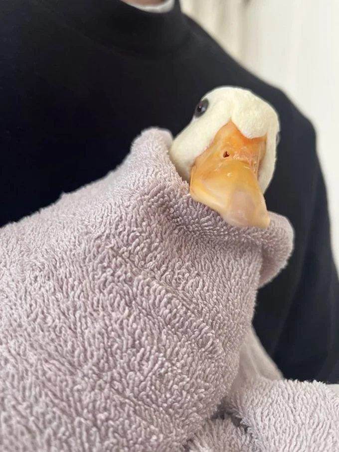 湯上りのしろみちゃん▶ひっくり返って見せてくれるおながが可愛い！（⇒次へ）