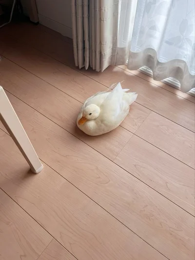 お部屋で自由に過ごすしろみちゃん▶アヒルってこんなに人懐っこい！（⇒次へ）