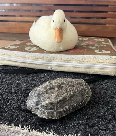 亀を見つめるしろみちゃん▶しろみちゃんはツンデレな性格とのこと（⇒次へ）
