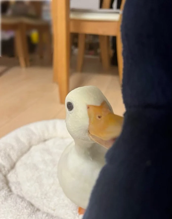 いたずらっ子のしろみちゃん▶（⇒次からは、ゴールデンレトリバーのエースくんとアヒルのヨバンさん、そして人間との心通い合う笑って泣ける愛情ストーリー『エースくんとヨバンさん 犬とアヒルの友情物語』が読めます）