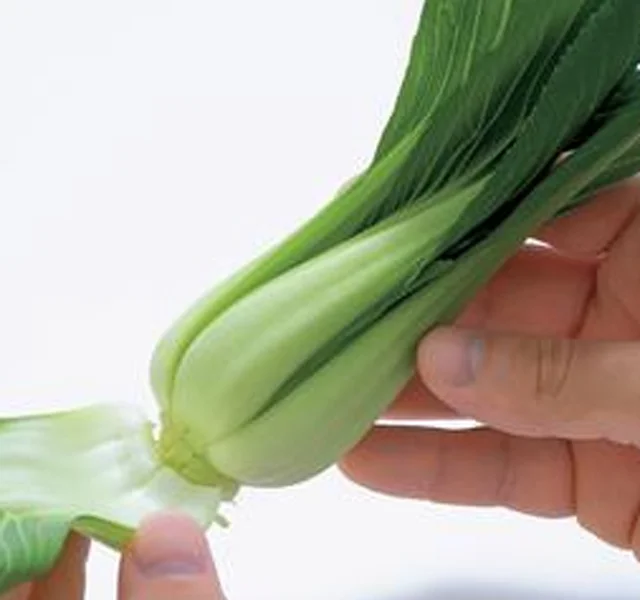 軸の切れ端からかわいい葉がぐんぐん育つ！「チンゲンサイ」栽培のコツ