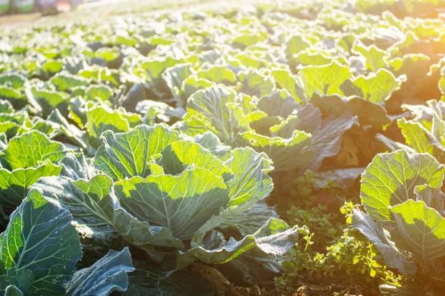 野菜価格の高騰もようやく雪解け!? キャベツやレタスなど値下がり傾向