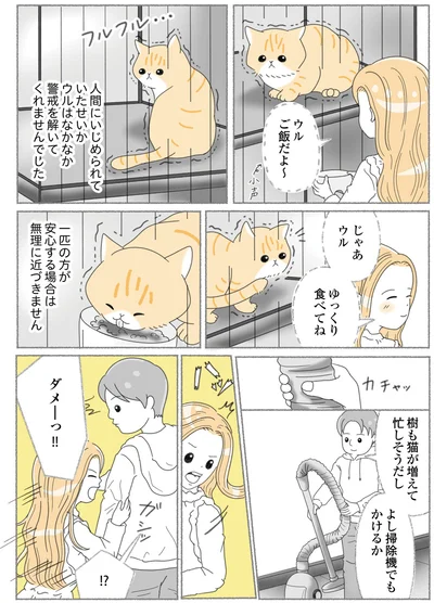 『にゃんかつ 11匹と2人の暮らし』より