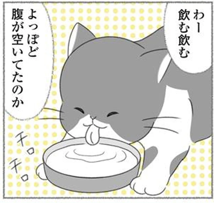 思いがけず、お腹を空かせていた猫を保護。「ペコ」を家族に迎え入れた日