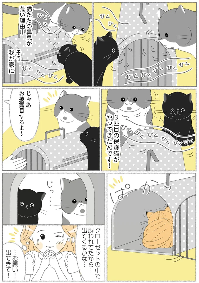 3匹目の保護猫がやってきたんです！