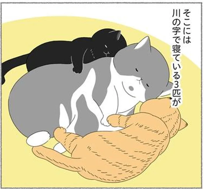 3匹目の保護猫がやってきた！体力的にも金銭的にも大変だけど、それ以上に…