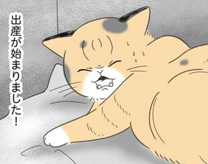 出産が始まりました!