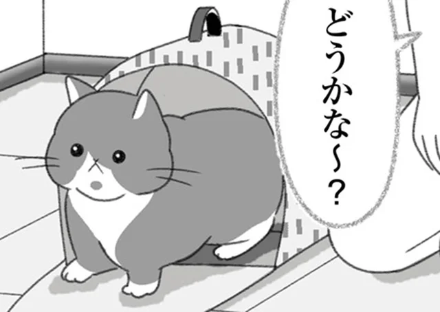 猫のために家を買ってしまった！保護猫10匹と安全に引っ越しするためには？