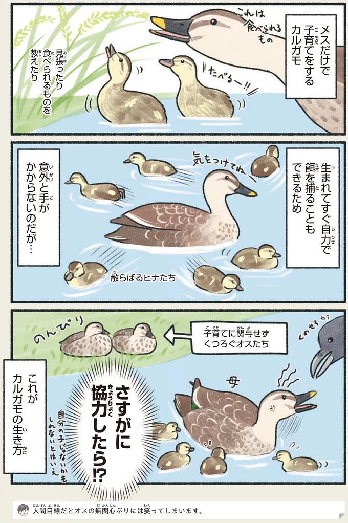 『意外と知らない鳥の生活』より