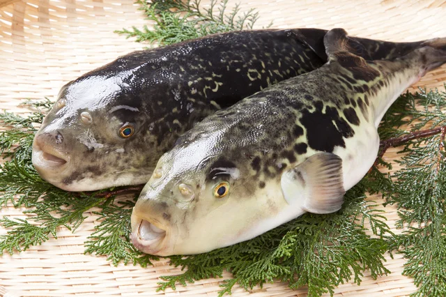誤って“肝臓”が販売され回収騒ぎに。フグを食べるなら知っておくべきこと