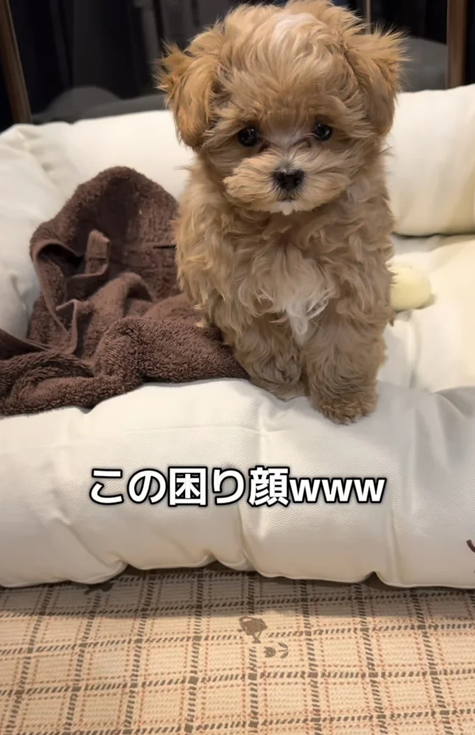 困り顔▶助けてほしいのに…（⇒次へ）