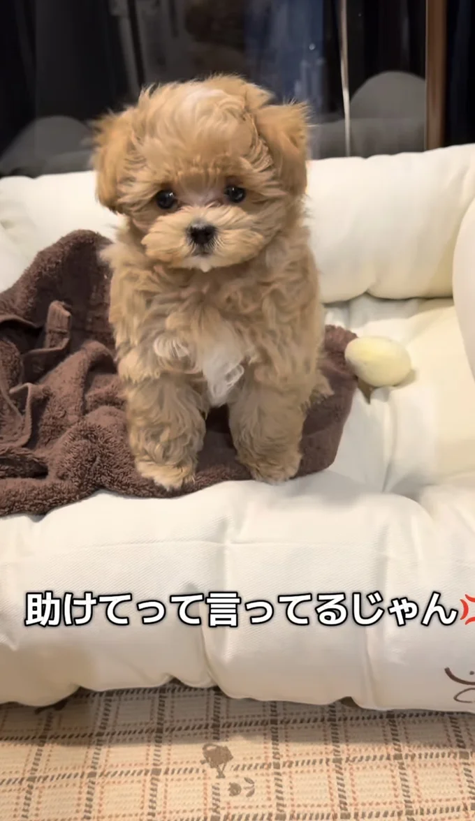 助けてって言ってるじゃん！▶ポテチくんはどうなった！？（⇒次へ）