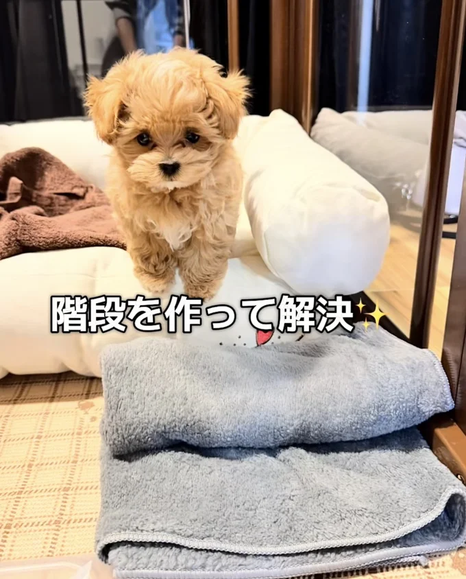 タオルの階段で無事降りられた▶おちゃめな日常（⇒次へ）