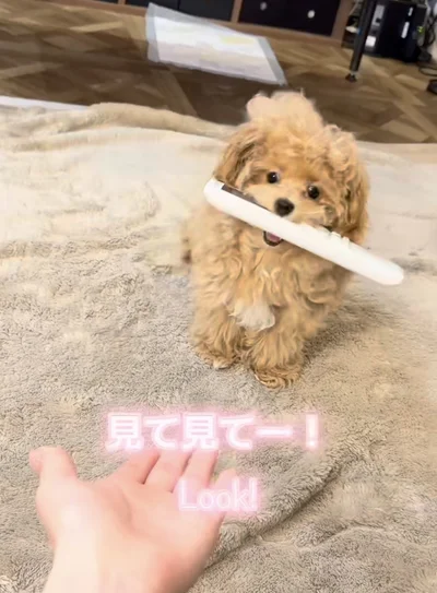 リモコンをくわえて運んでる▶持ってきてくれたかと思いきや…（⇒次へ）