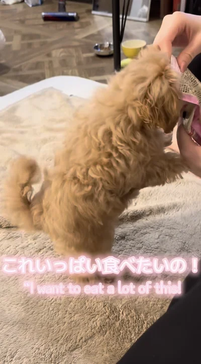 おやつの袋に頭ごと突進▶おやつをもらえて…（⇒次へ）