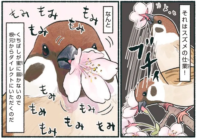 意外と大胆なスズメ。桜の花をくちばしで「もみもみ」