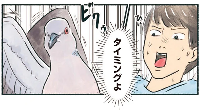 なぜこのタイミング！？間の悪いハトにお互いビクッ