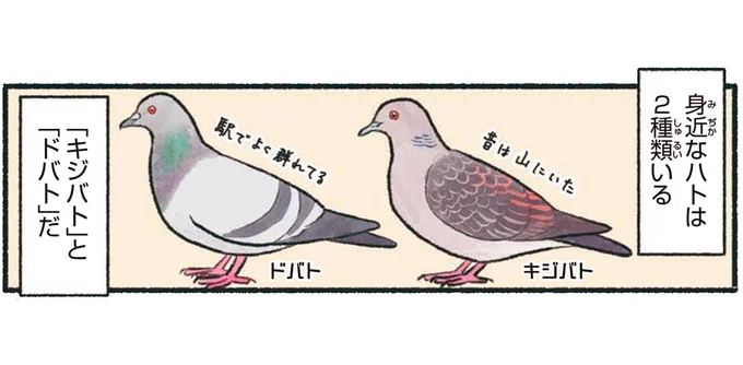 身近なハトは2種類いる