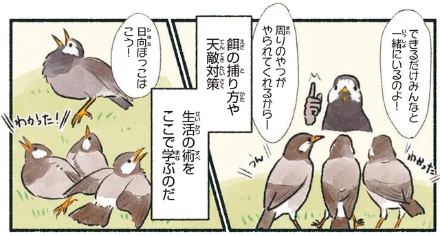 まるでムクドリの学校！巣立ち後は草地に家族が集結