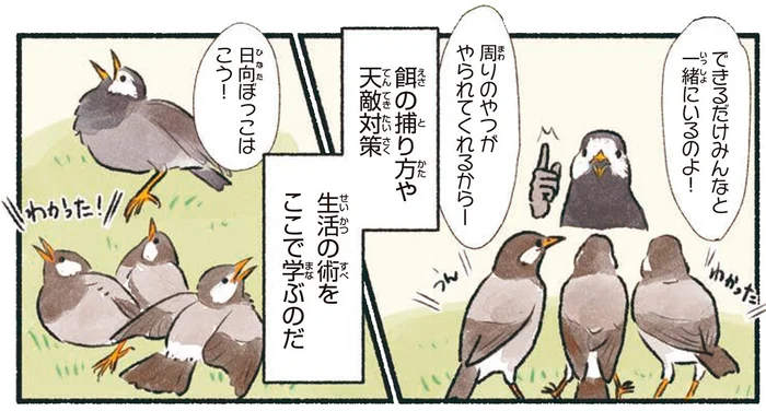 まるでムクドリの学校！巣立ち後は草地に家族が集結
