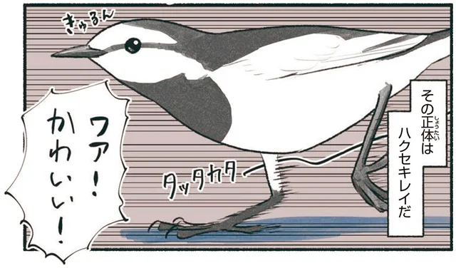 足元を走り回る白い鳥ハクセキレイ。え、駐車場にも！？