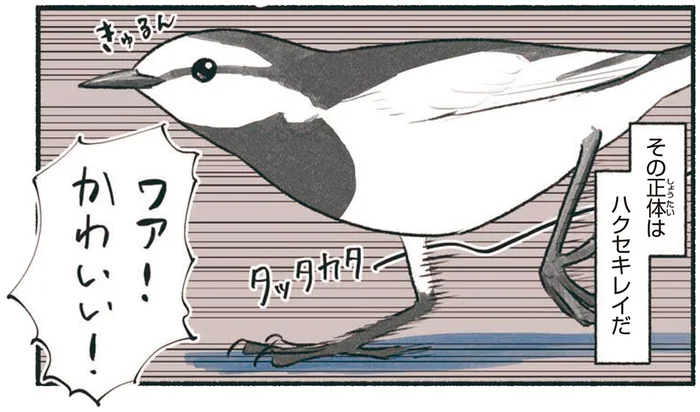 足元を走り回る白い鳥ハクセキレイ。え、駐車場にも！？