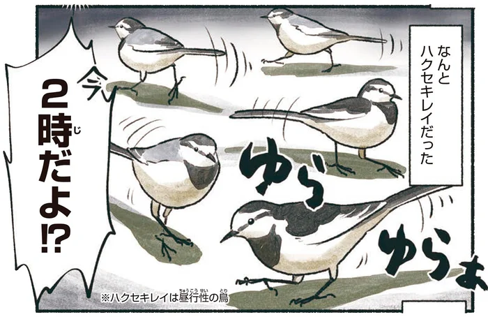 深夜2時、ガソリンスタンドに鳥の集団！？ハクセキレイは何している？