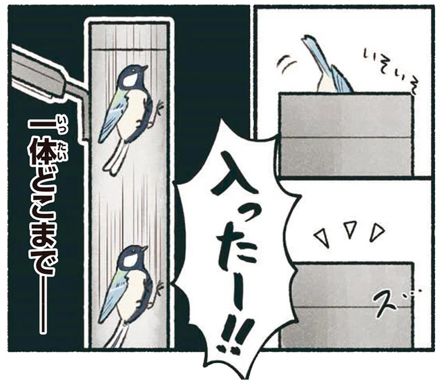電柱に入ったー！都会のシジュウカラの意外な住まい