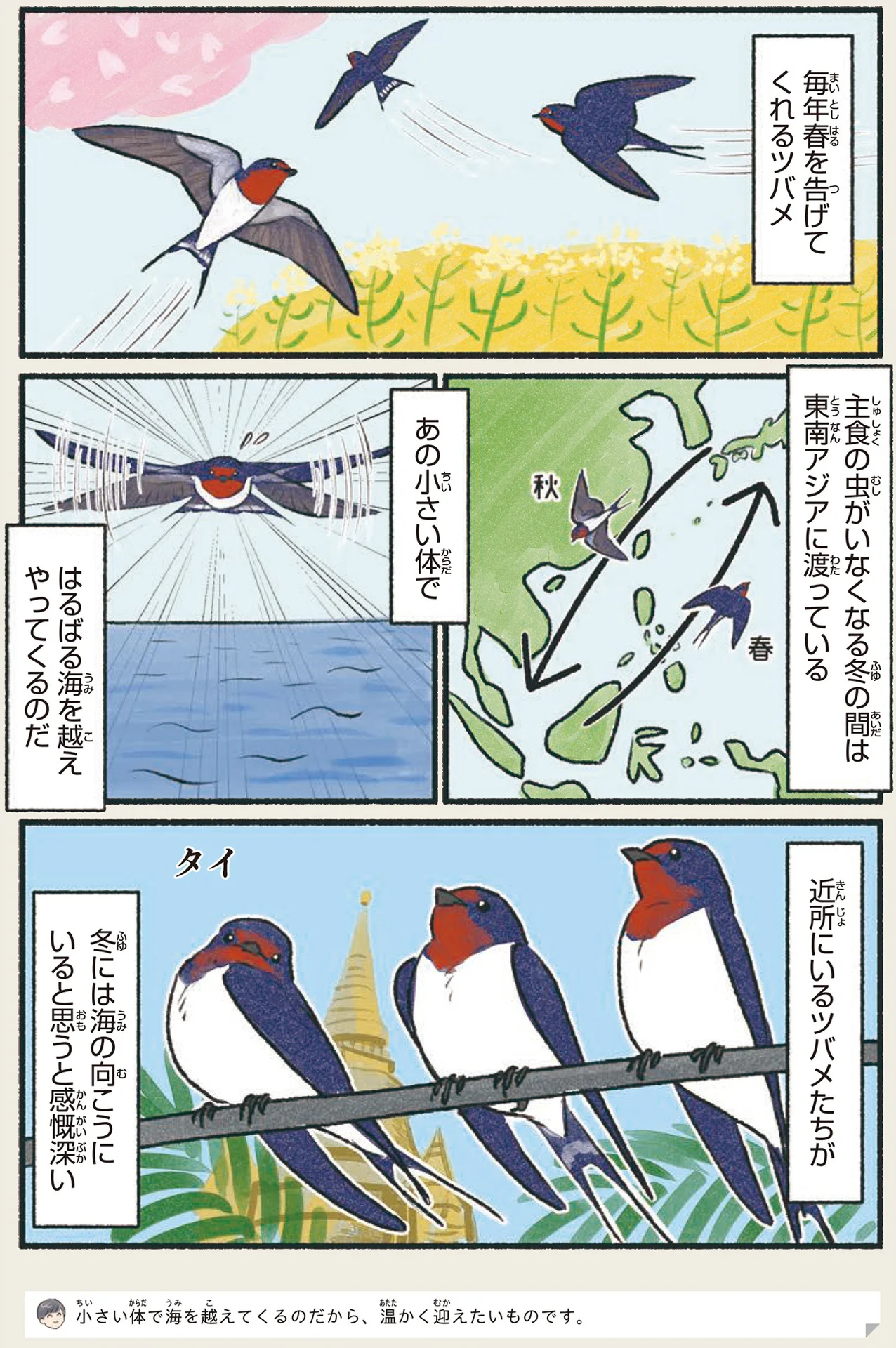 日本と東南アジアを行ったり来たり。小さな体で海を渡るツバメ