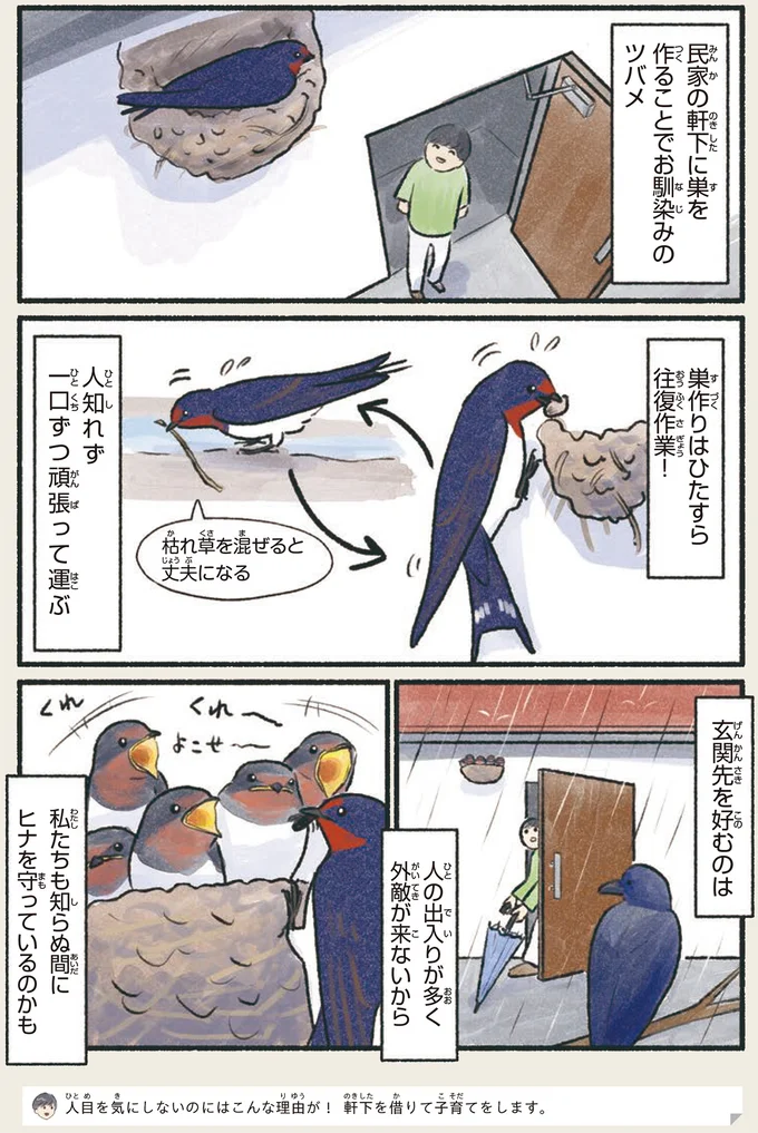 私たちも知らぬ間にヒナを守っているのかも