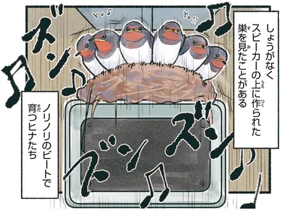 ノリノリのビートで育つヒナたち