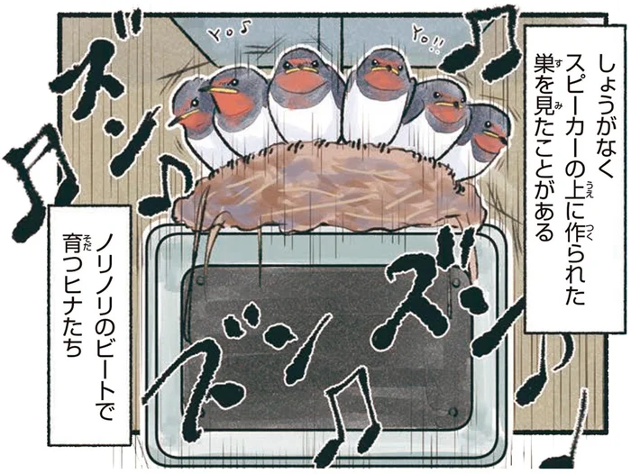 まさかスピーカーの上に！？ツバメの世界の住宅難