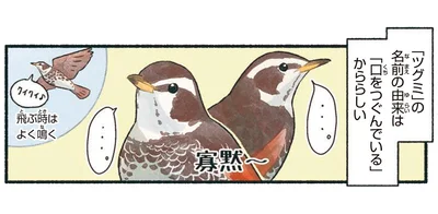 「ツグミ」の名前の由来は「口をつぐんでいるから」らしい