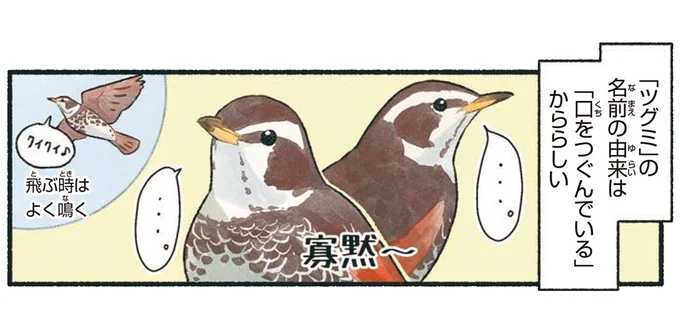 「ツグミ」の名前の由来は「口をつぐんでいるから」らしい