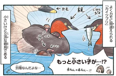 小さいけど立派な親鳥である