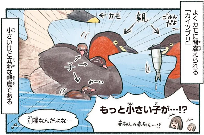小さいけど立派な親鳥である