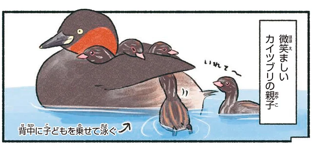 背中に子どもを乗せて泳ぐカイツブリ。ヒナの成長はあっという間