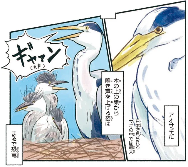 まるで恐竜！日本で見られる最大級のサギ、アオサギ